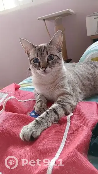 Perdido gato hembra, Calle Ingeniero Emiliano Saizar, Santomera, Alicante - ojos azules y microchip - photo
