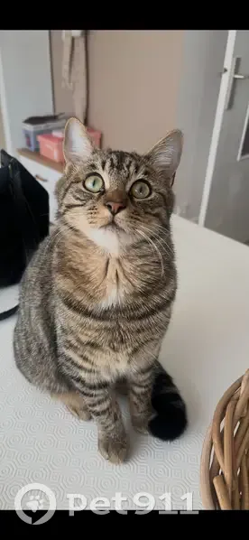 Chat perdu mâle, Avenue des Becquerel, 58, Pornichet - tigré marron gris, pucé - photo