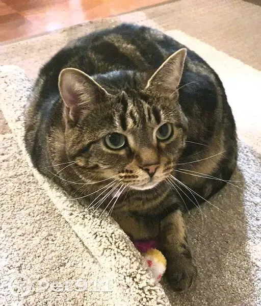 Lost cat, Tawleed Grove, Casey City, Devon Meadows - female tabby, wearing a black and pink collar - photo