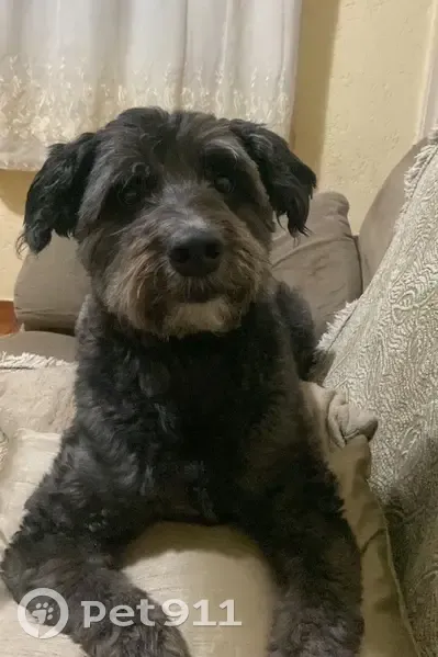 Perdido cachorro macho, Jardim Helena, São Paulo - SP, Brasil - cinza, porte médio, atende pelo nome Jhoy - photo