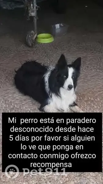 Perdido perro en La Nava de Santiago, Extremadura, Barcelona - pelaje negro con franja blanca en la cara - photo