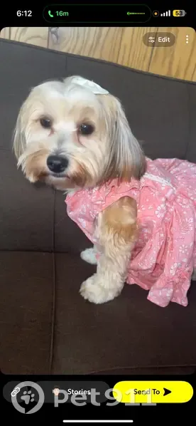 Lost dog, female, Rotunda Drive, 18301, Dearborn - beige coat - photo