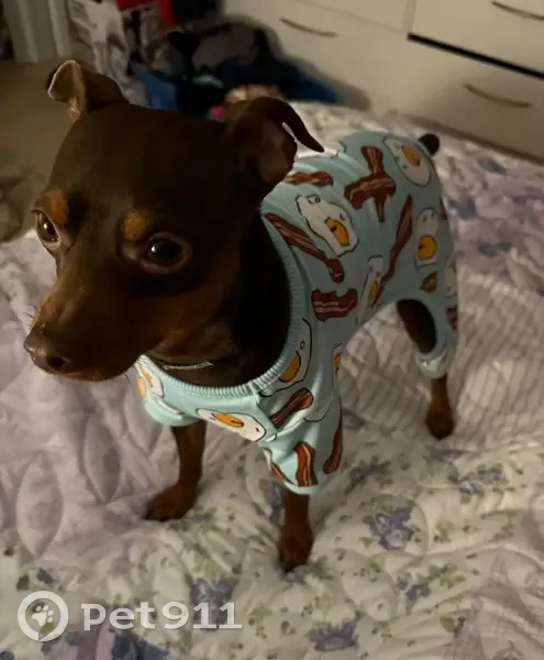 Lost dog, French Creek, West Virginia, Adrian - brownish/tan miniature pinscher with a bump on his head - photo