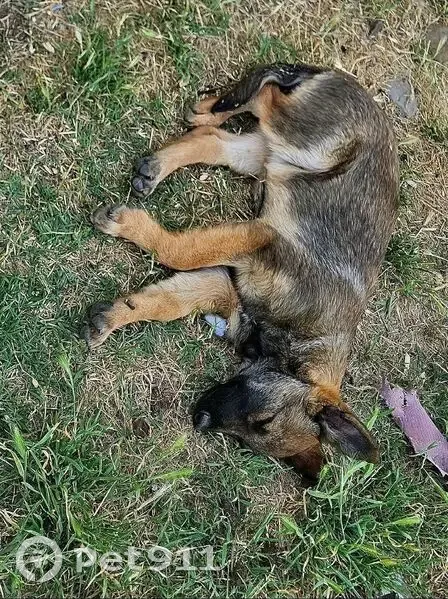 Lost dog, Maguglin Way, 21480, Perris - female Belgian Malinois puppy - photo