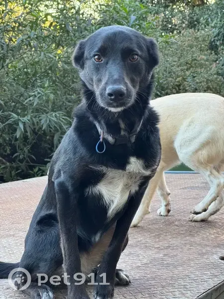 Lost dog, female, Yarra Ranges, Healesville - black Kelpie x with white star on chest - photo
