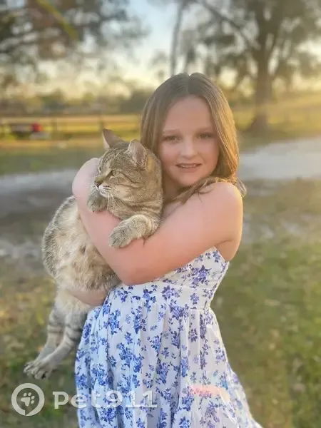 Lost cat, 39th Street East, 1008, Palmetto, Honolulu - female - photo