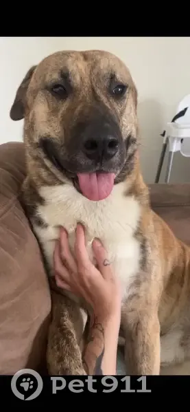 Lost dog, River Heads Road, 704, River Heads - male, brindle, blue collar - photo