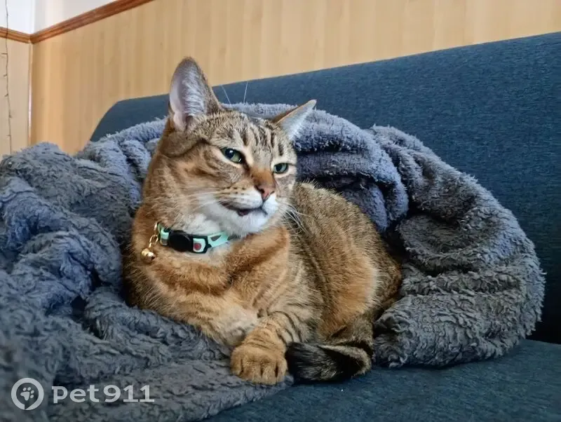 Lost cat, Courtland Street, 11, Brisbane, Salisbury — female tabby with green eyes - photo