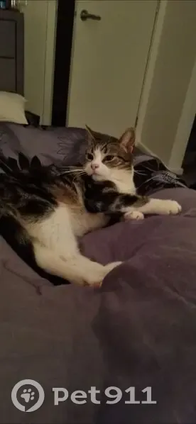 Lost cat, Pedley way, Wyndham City, Hobsons Bay - female, medium hair, dark grey and white - photo