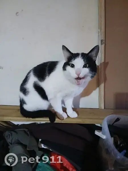 Chat perdu mâle, Rue du Bon Ange, Lisieux - noir et blanc - photo