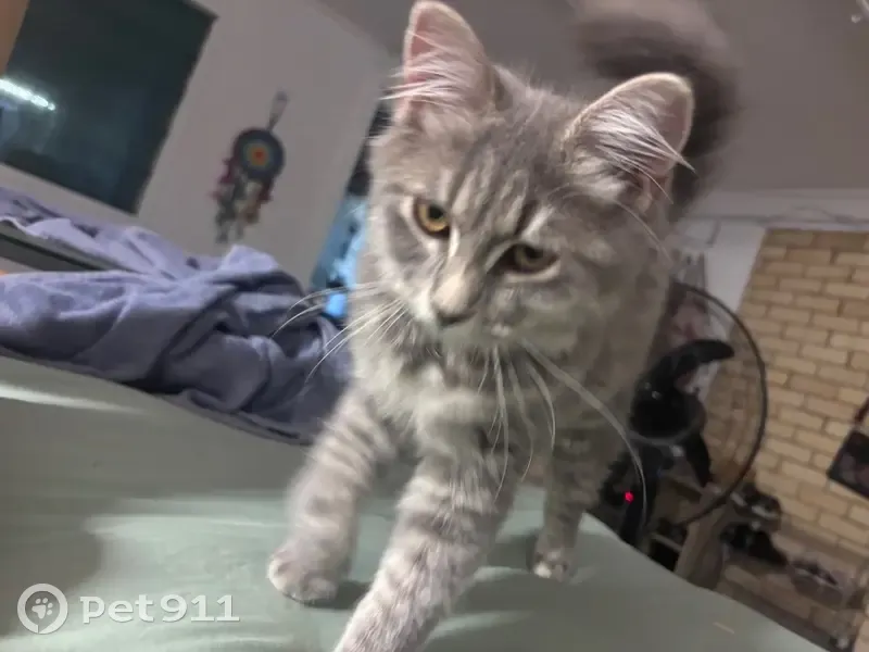 Lost cat, Exton Street, 6, Brisbane, Rochedale - female, pink bell collar - photo