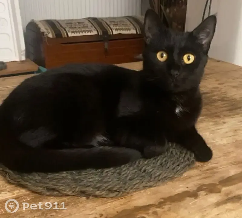 Chat perdu femelle, Place Robert Bailly, Avignon, La Seyne-sur-Mer - noire, tache blanche sur le ventre - photo