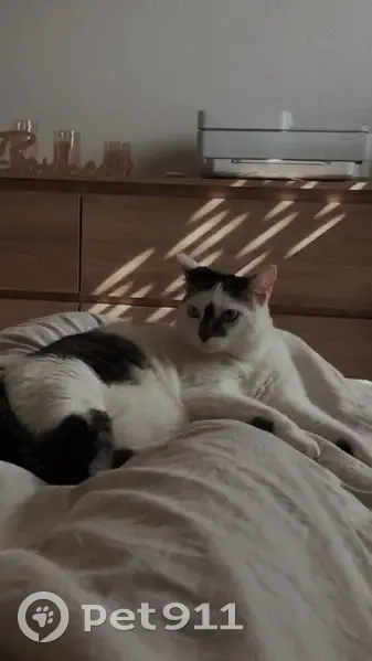 Chat perdu, femelle, Avenue Charles Fandre, Reims — stérilisée et pucée - photo