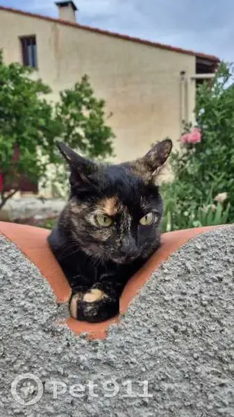 Perdu chat femelle, Rue Antoine Oller, 12, Perpignan - chatte écaille de tortue - photo