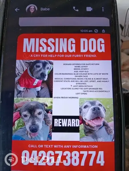 Missing dog Female, Park Ridge (al496705) - photo