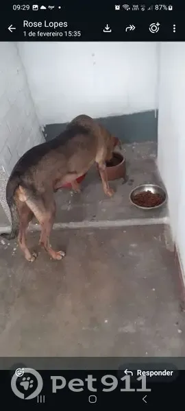 Perdido cachorro fêmea, Rua Sacramento Blake, Rio de Janeiro - tigrada com mancha grande nas costas - photo
