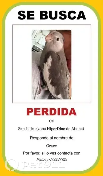 Perdida ave hembra, Calle Néstor Álamo, Castro, Granadilla de Abona - muy asustadiza y bebé - photo