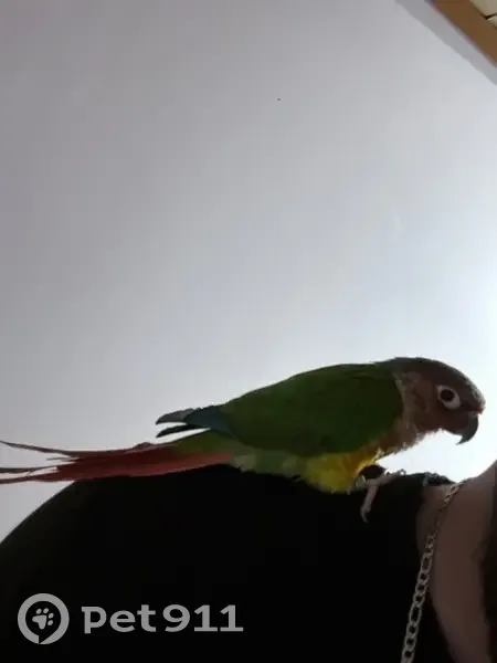 Lost bird, Ridgewood Drive, Syracuse, Memphis - male green-cheeked conure with a green leg band - photo