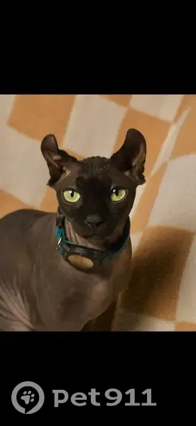 Lost cat, South 3975 West, 5572, Roy, West Haven - male, hairless black Sphynx with green eyes - photo