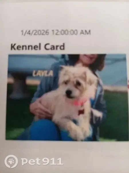 Lost dog, West Horsetail Trail, 1755, Phoenix - female, blonde terrier mix - photo