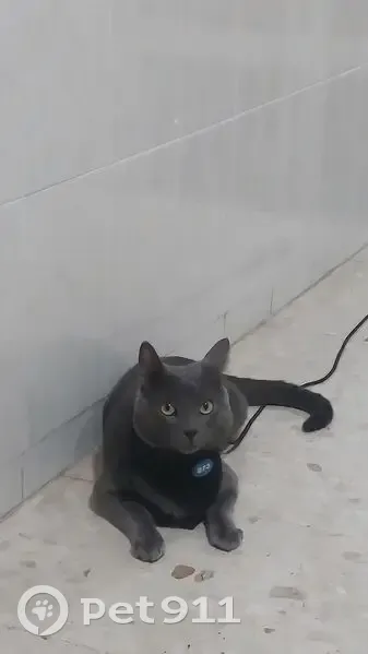 Perdido gato macho, Calle Federico García Lorca, 7, Jerez de la Frontera - con chip y color gris - photo