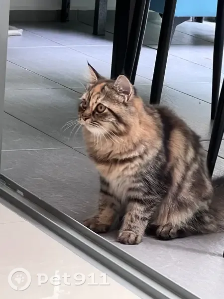 Found cat, Yishun Avenue 11, 73, Sengkang - photo