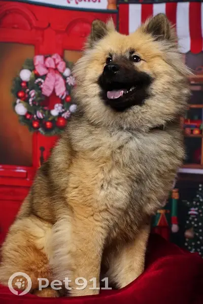 Chien perdu, femelle, Paris - pucé, collier sable - photo