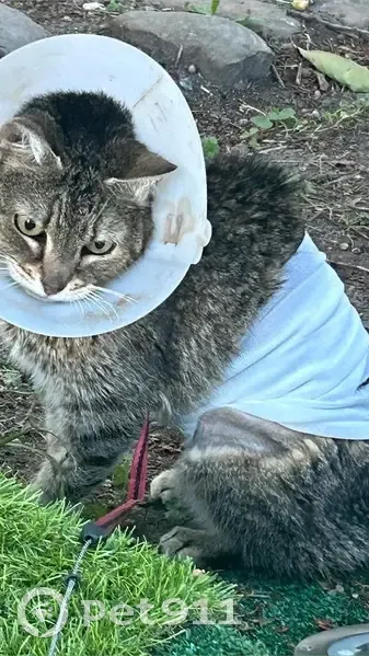 Chat perdu, Rue 28 Régiment d'Infanterie, 2, Évreux — femelle, gris tigré avec collier rose - photo