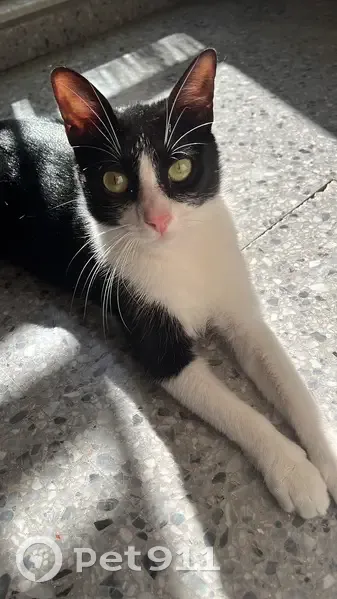 Perdido gato hembra, Calle de Múnich-72, Torrent - blanca y negra, con la cabecita un poco ladeada - photo
