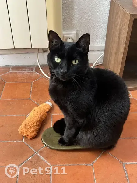 Perdido gato hembra, Calle de Álvarez Gato, 9, Madrid - pequeña, con collar verde y ojos verdes - photo