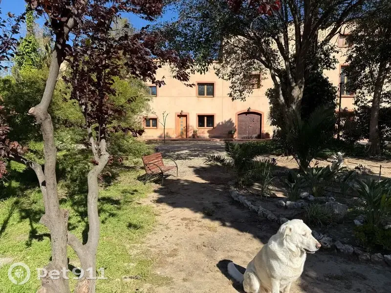 Perro perdido macho, Carrer Ferran, 5, Riudoms, Reus - grande y muy asustadizo - photo