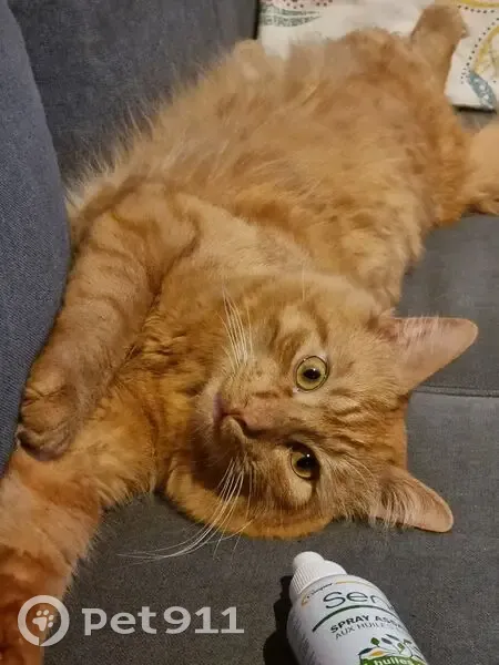 Chat perdu, Rue Saint-Hilaire, 15, Poitiers - mâle roux à poil long, craintif - photo