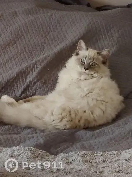 Chat perdu, Route de Mons, 345, Callian - mâle, jeune, type siamois beige clair - photo
