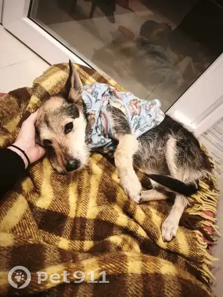 Encontrado cachorro fêmea, Carapicuíba, São Paulo - estopinha, 3/4 anos - photo