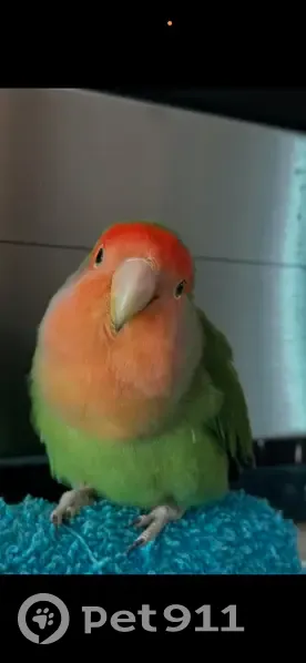 Lost bird, Plaça Num 118 Res Urb, 26A, València — 9 years old male agapornis - photo