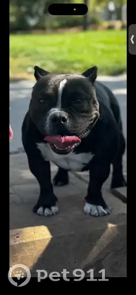 Lost dog, East Platte Place, 2601, Colorado Springs - black female bully - photo