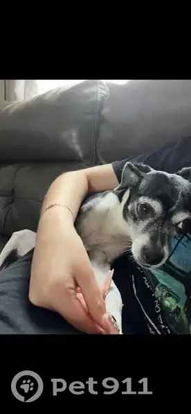 Lost dog, Tauromee Avenue, 8506, Kansas City - female, about 10 years old - photo