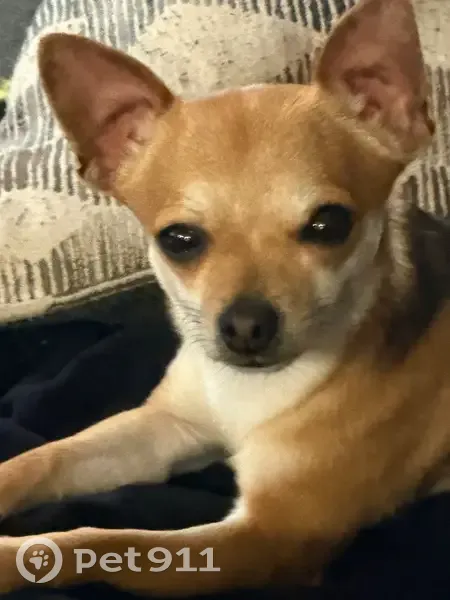 Lost dog, Hickory Street, 2142, Valparaiso - black, white and tan brown, 2.5 pounds - photo