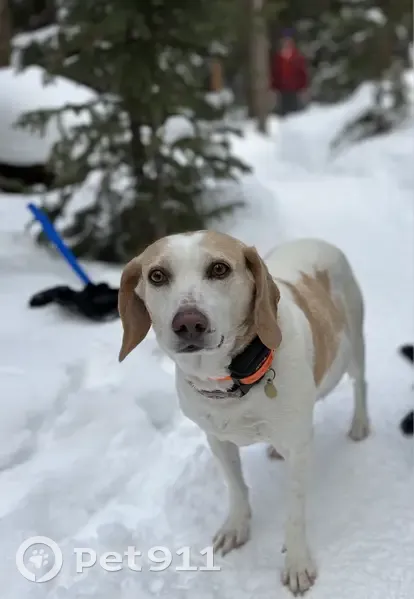 Lost dog, Harmony, West Virginia — female hound mix - photo