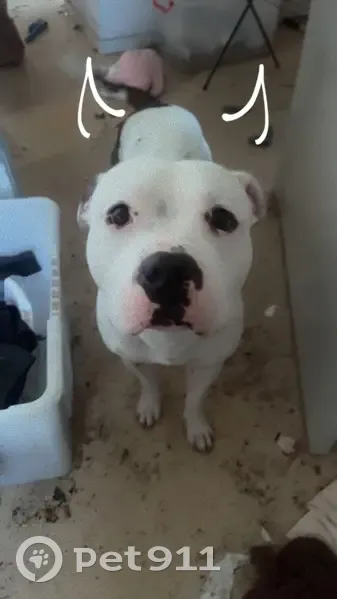 Lost dog, Gerbera Avenue, 57, Greater Geelong, Geelong - male - photo