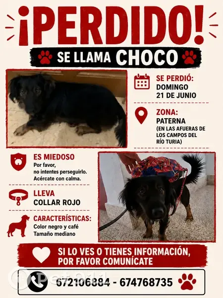 Perdido perro macho, Diseminado Diseminados, 1, Manises - mediano y asustadizo - photo