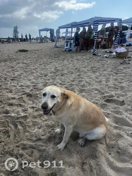 Missing dog Female, Sydney (al496714) - photo