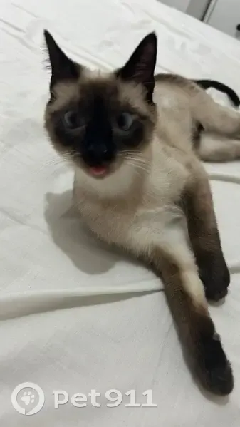 Perdido gato hembra, Calle Santa Gemma, 4, San Pedro Alcántara, San Pedro de Alcantara — siamesa, ojos azules claros - photo