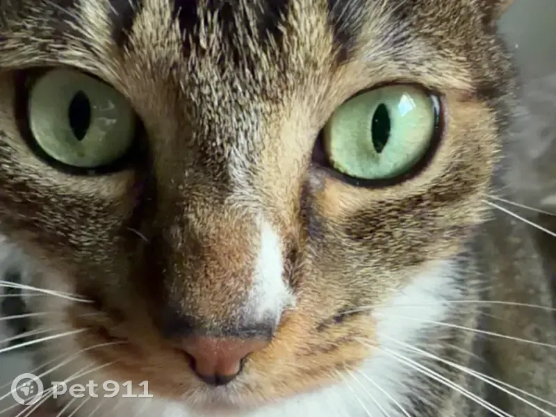 Chat perdu mâle, Résidence de la Peupleraie, 10, Ferrières-sur-Ariège, Montgaillard - yeux verts - photo