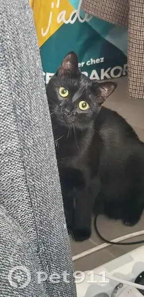 Chat perdu, Rue André Messager, 25, Roncq, Lille - femelle noire avec petite tache blanche - photo