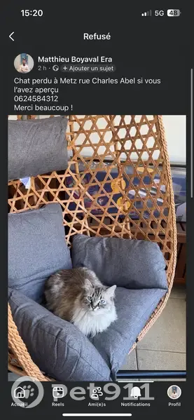Chat perdu, femelle, Rue Charles Abel, 1, Metz - chatte grise et blanche - photo