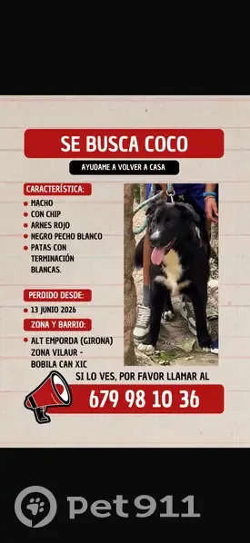 Perdido perro macho, Vilaür, Cataluña, Calafell - color negro con blanco - photo