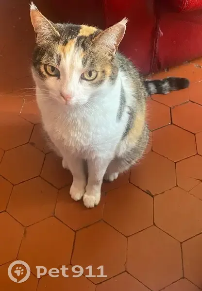 Perdu chat femelle, Boulevard de la Barasse, 198, Marseille - tricolore, 13 ans - photo