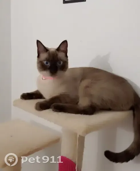 Perdido gato hembra, Calle Santa Gemma, San Pedro de Alcantara - siamesa de ojos azules y pequeña - photo