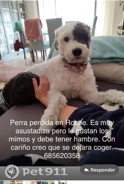 Perdido perro hembra, Roche, Andalucía, Puerto Real - blanca con mancha negra en la cara - photo